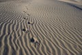 Foot Prints in Sand Ã¢â¬â Death Valley - Horizontal